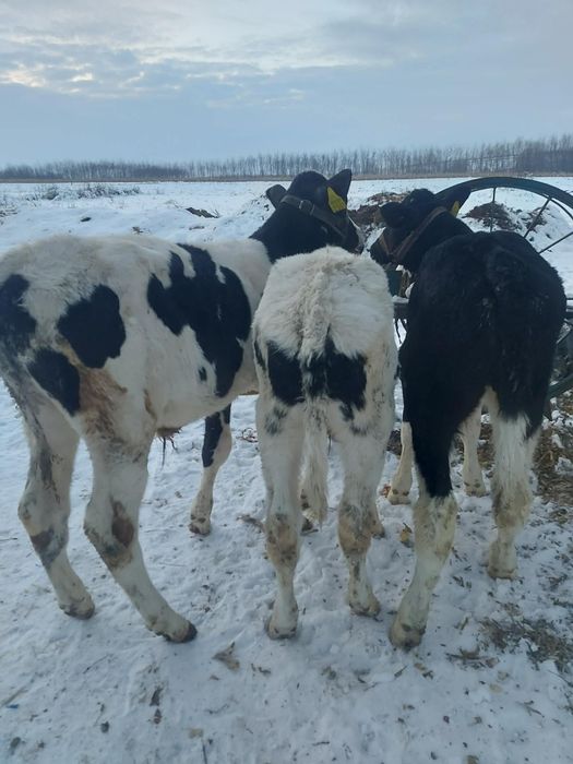 Vând 3 tăurași. .