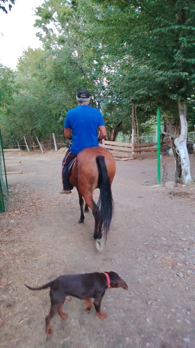 Iapa, manza tânără 2 pe 3 ani