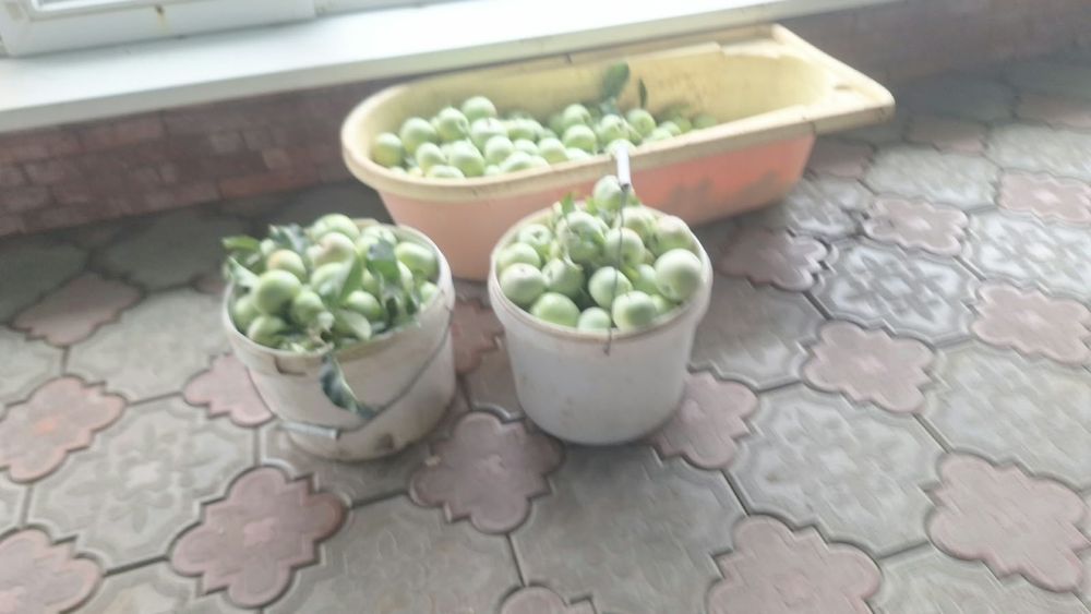 Продам зимние яблоки