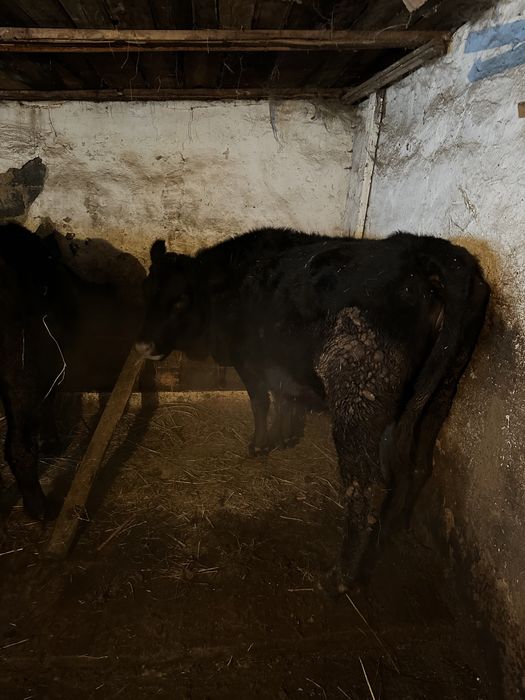 семиз Ангус сиыр сатылады