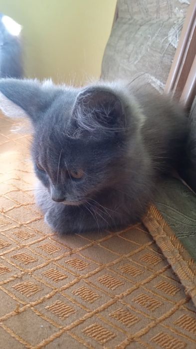 Отдам котят в хорошие ручки