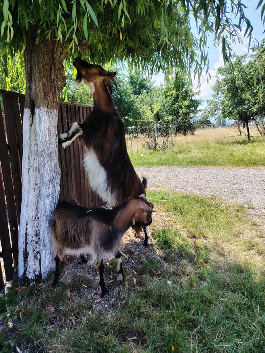 Vând,sau schimb căprițe din localitatea Ocna Sugatag, Maramureș.