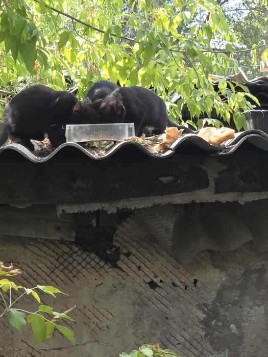 Отдам даром котят