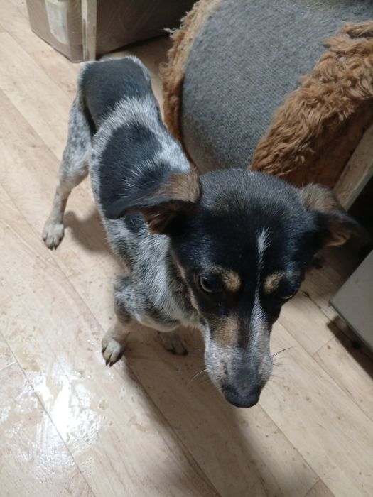 Найдена маленькая собачка