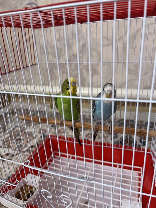 Продаю попугаев парочка вместе с клеткой.