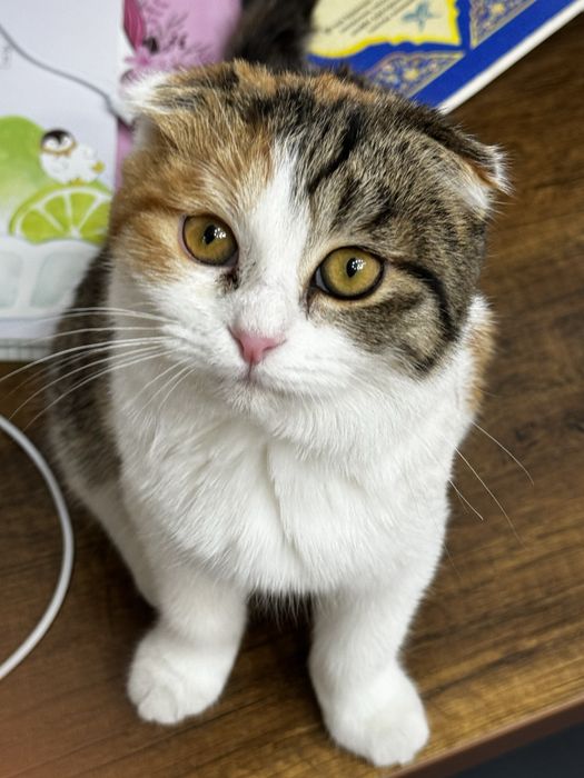 Шотландская вислоухая