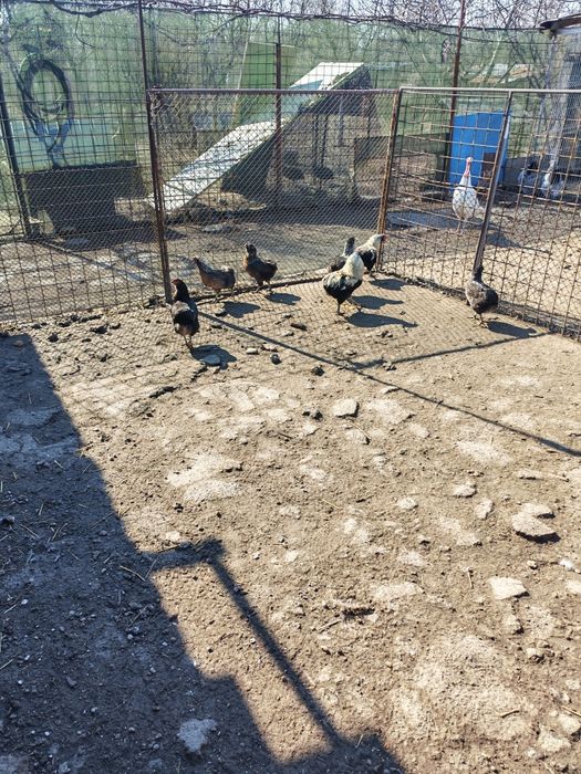 Vând ouă  de la găini brahma și araucana