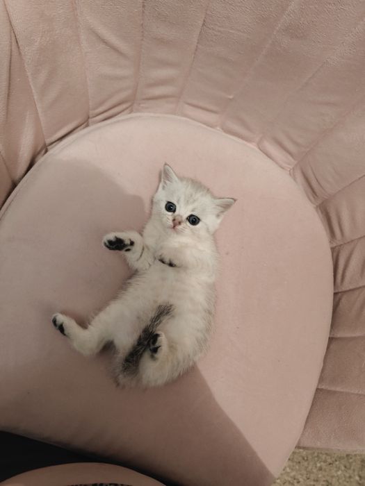 Шиншиллы , Тики , Табби ny24, ns11