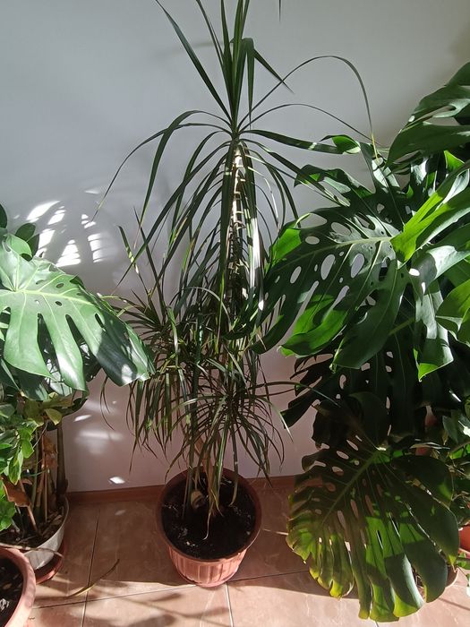 Plante verzi interior