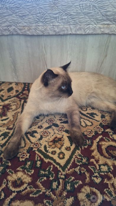 Сиамская кошка.!