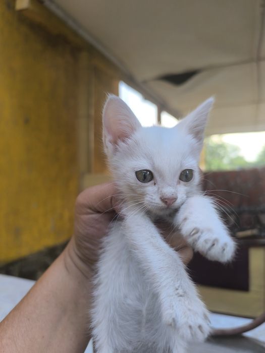 Котята 2.5 месяца