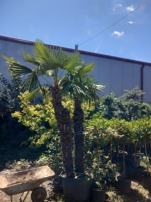 Tuia/thuja smaragd/leyland, catalpa, pin
