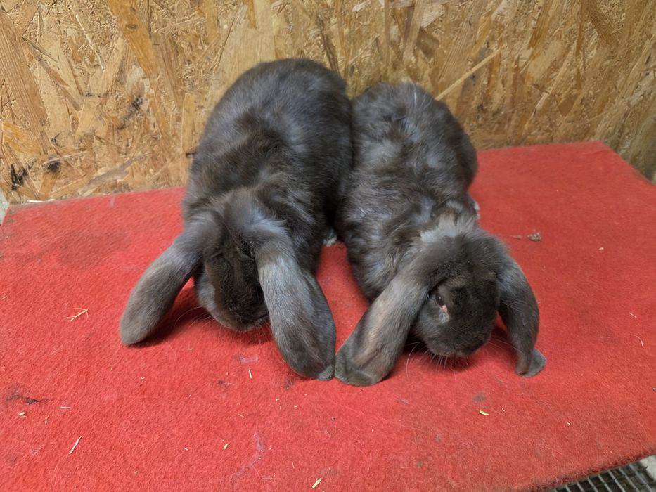 Iepuri berbec german