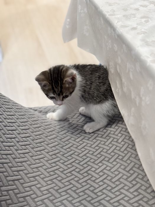 Продаем Котенка 15.000тг