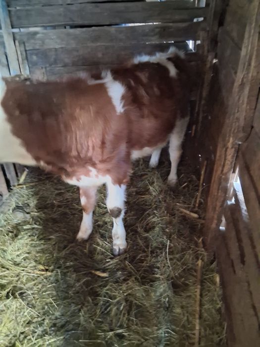 Vand baltata romaneasca