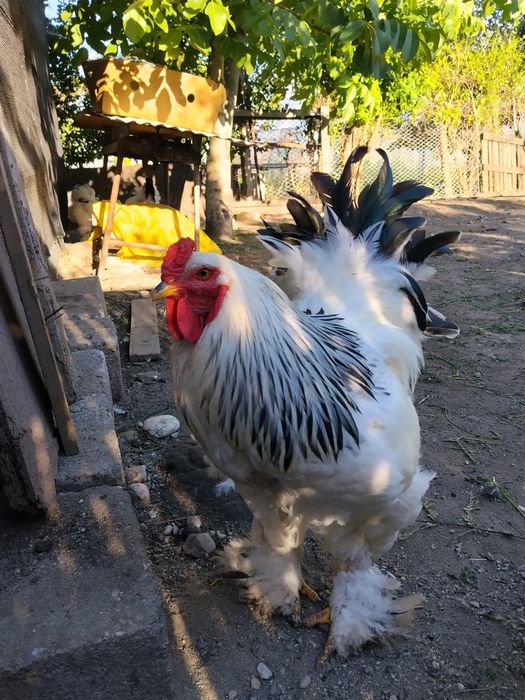 Cocosi rasa brahma