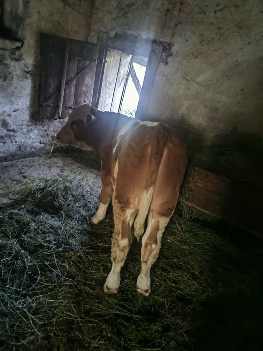 Vând tăurasi de 2 luni