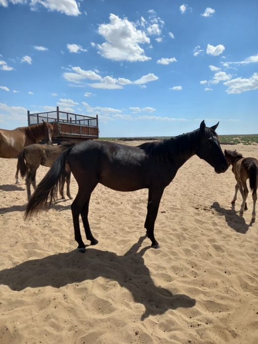 Қатты семіз