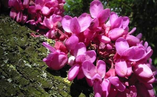 Див рожков (Cercis siliquastrum)  Дърво на Юда
