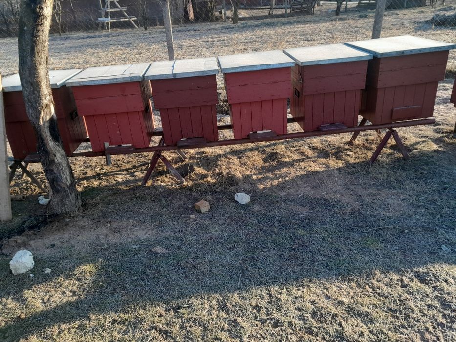 Vând 9 stupi pe 10rame