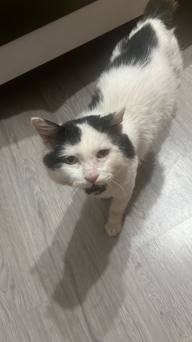 Donez motănel iubitor