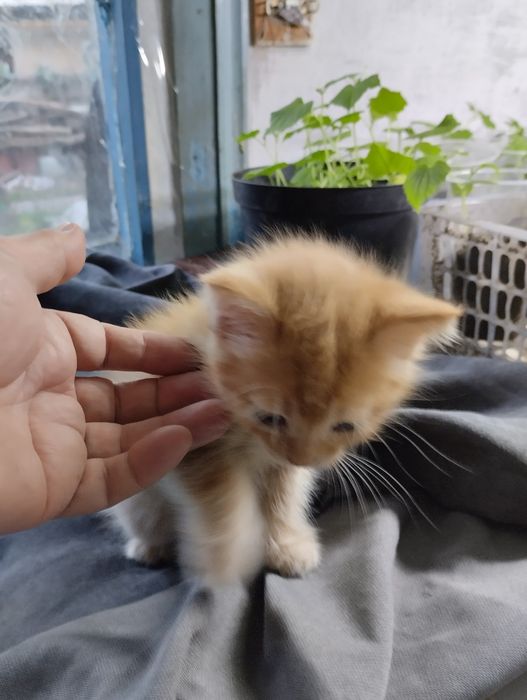 Котята рыжие девочки и мальчики