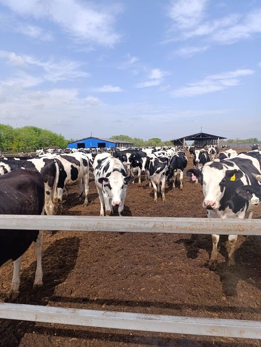 Искуственное осеменение КРС