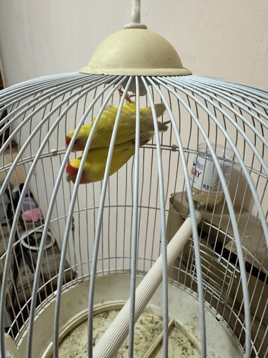 Продам пару попугаев неразлучников