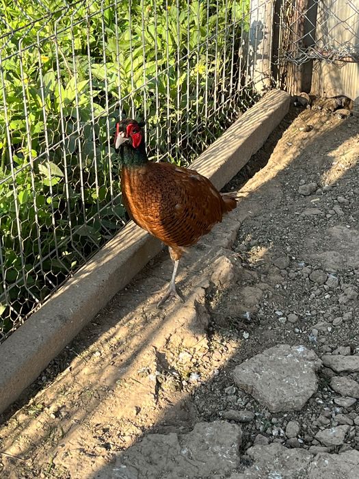 Vând fazani și ouă de fazani.