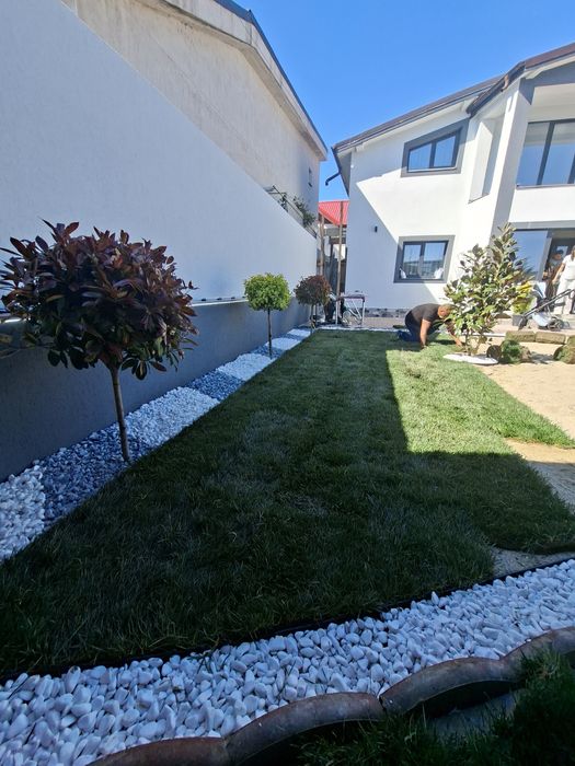 Gazon rulou plante ornamentale pentru gradina