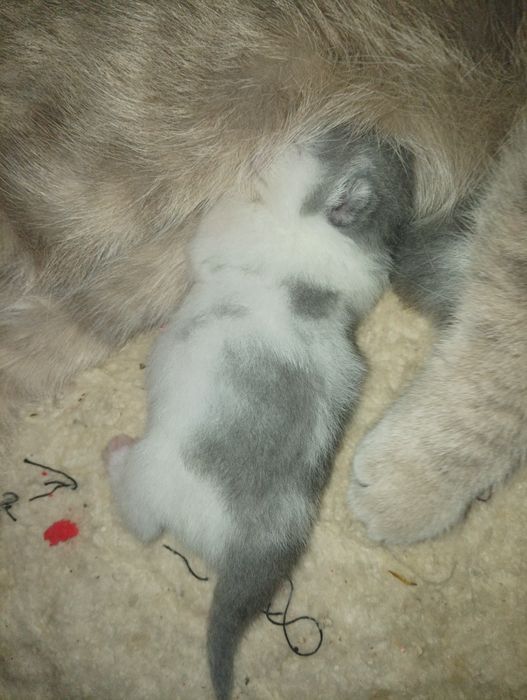 Skotic folk jsjshsjisks