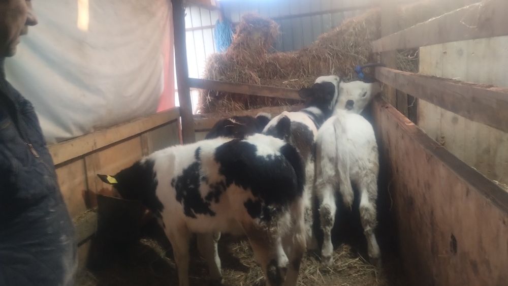 De vânzare 3 vitei și o vițea