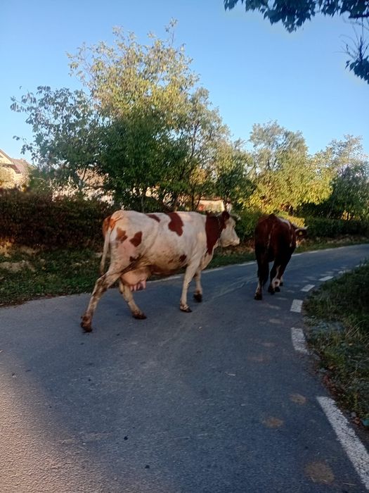 Vand vaca baltata romaneasca