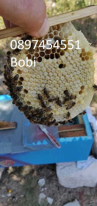 Малки Пчелни Семейства Отводки