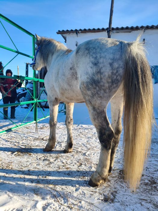 Продаётся жеребец 7 лет