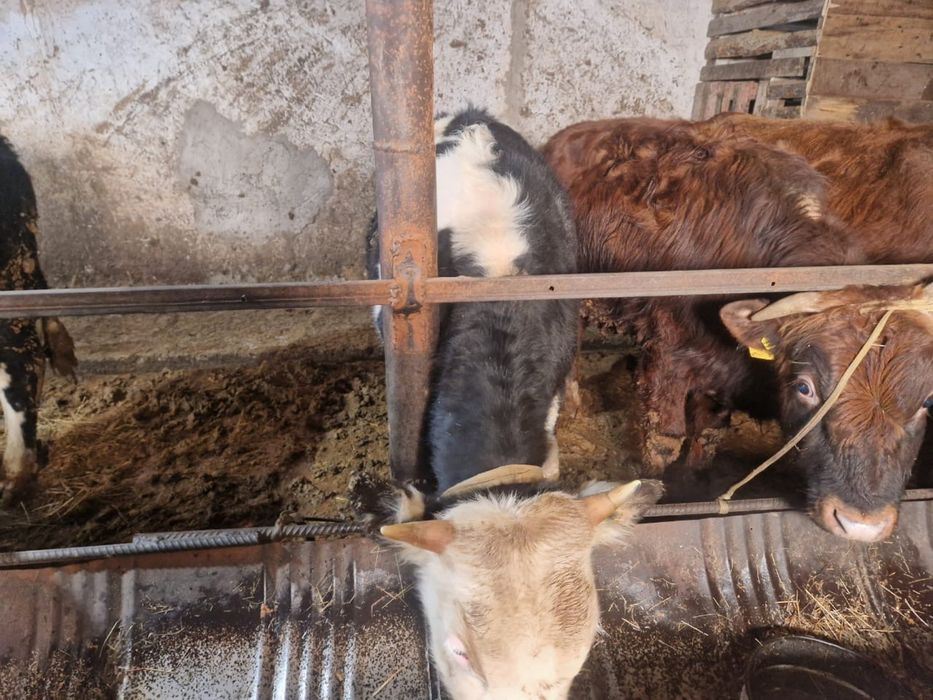 Продам бычков откорм