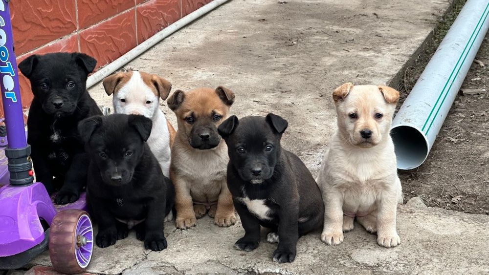 Отдам щенят мальчики