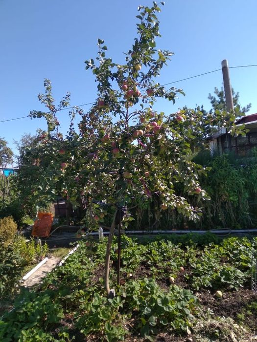 Продам дачу в сад.общ. "Энергетик"