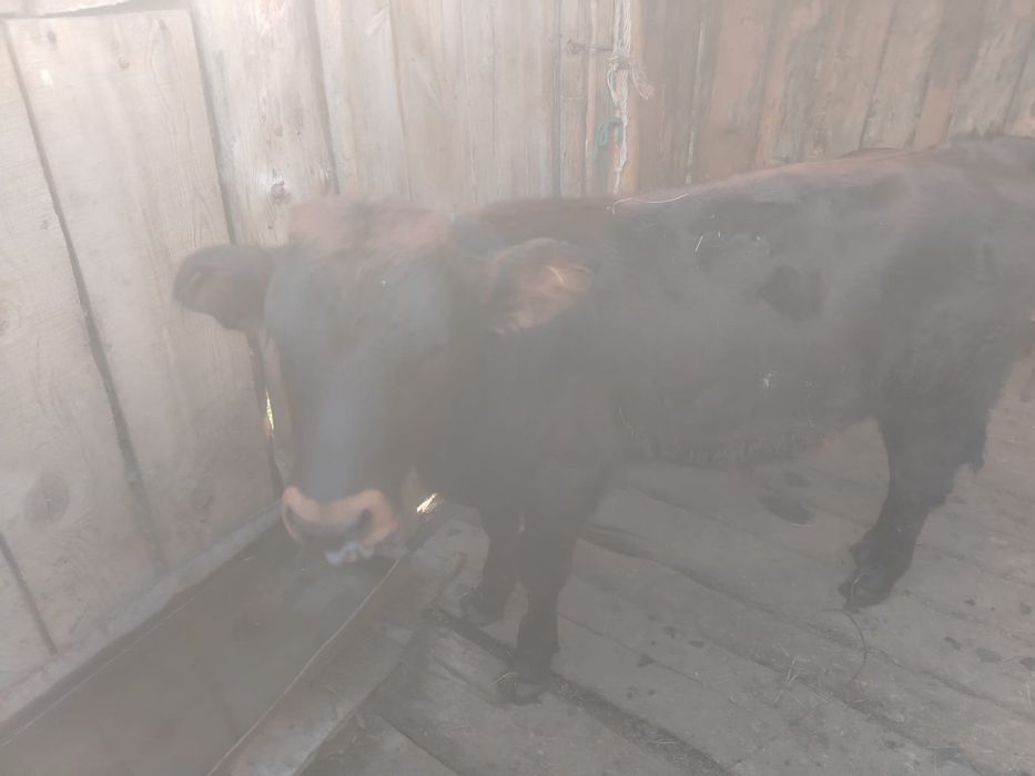 Продам телят, полугодовалые