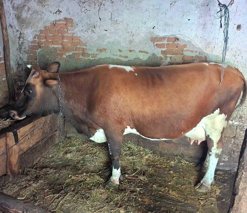 Vacă Bălțată  Românească