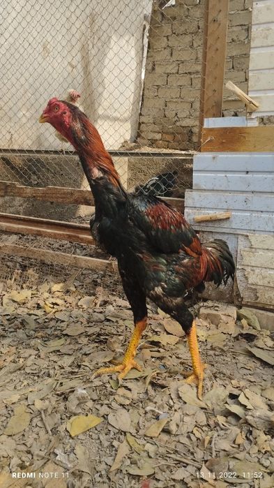 Чожа хороз сотилади