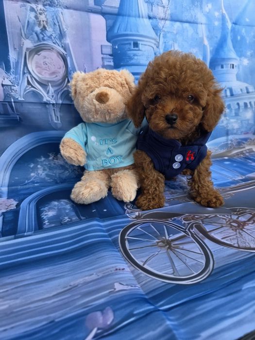 Мини пудел момче