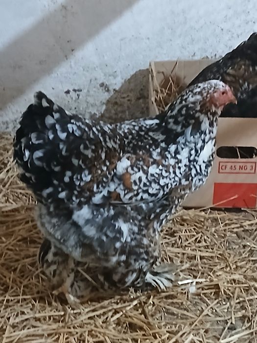 Oua disponibile brahma