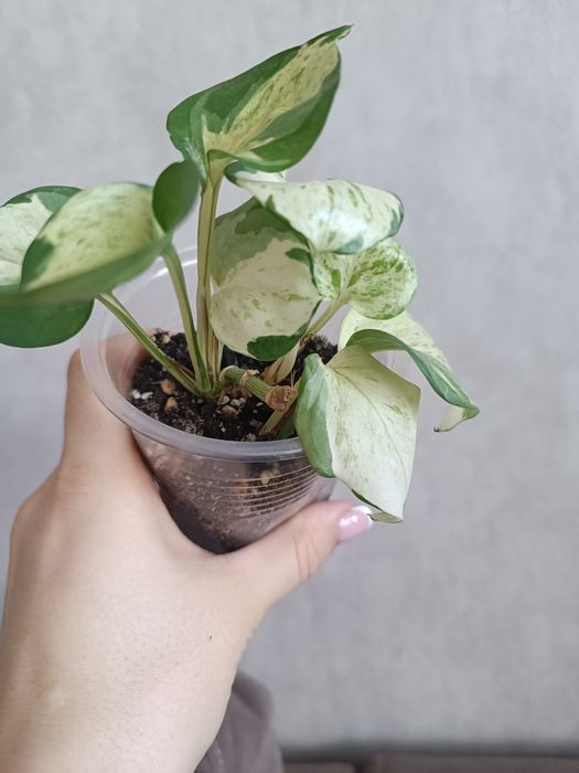 Эпипремнум Хэппи лиф