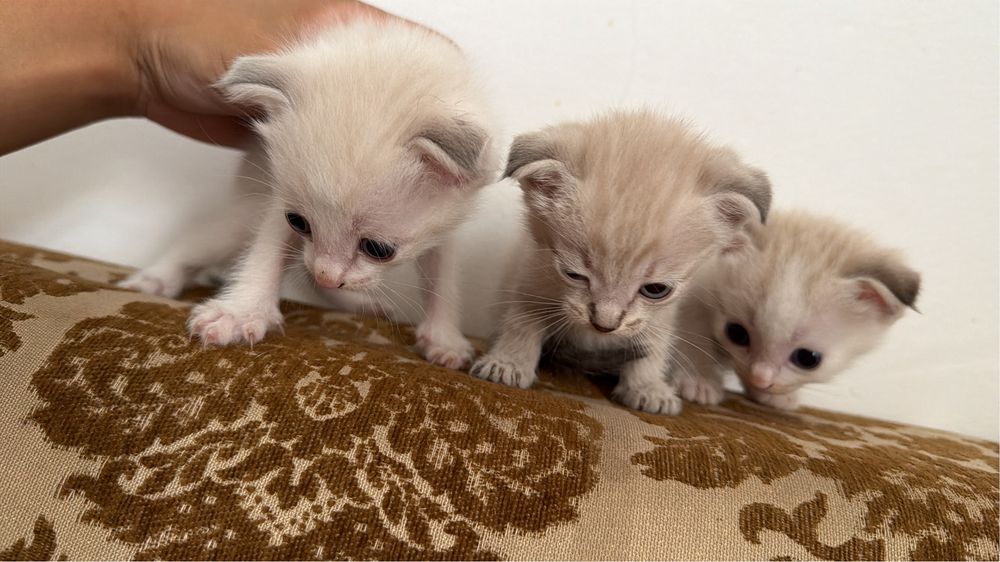 Котята породистые