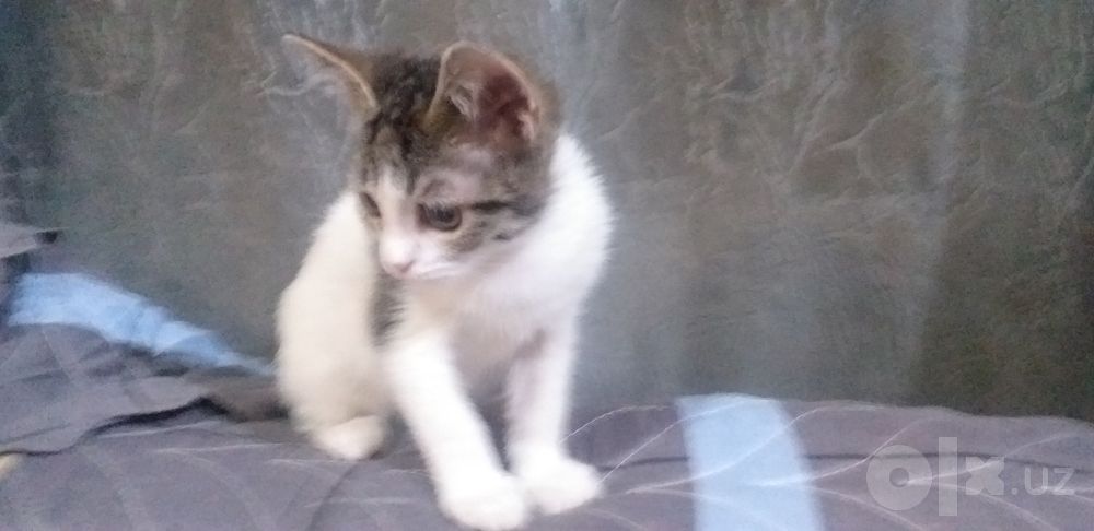 Котята ,   отдадим в добрые руки