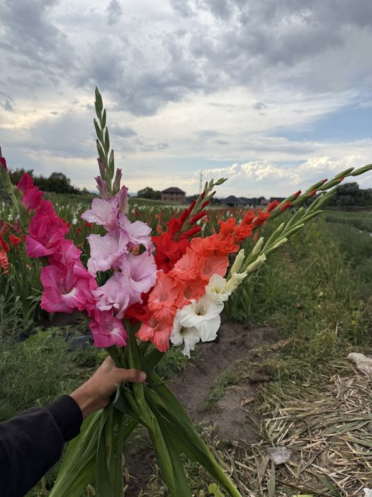 Луковицы гладиолусов