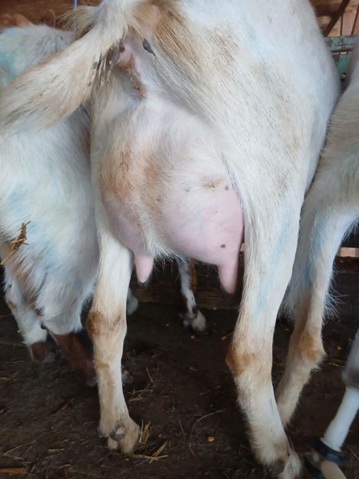 Capre sannen 4 litrii