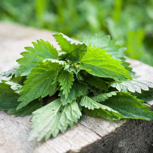 Vand urzici proaspete