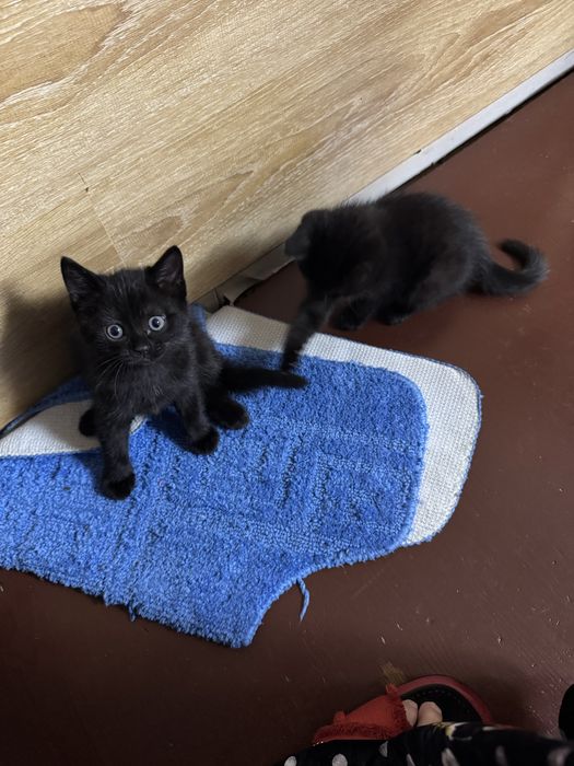 Отдам котят в добрые руки.